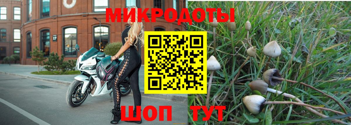 Галлюциногенные грибы Psilocybe Красноармейск